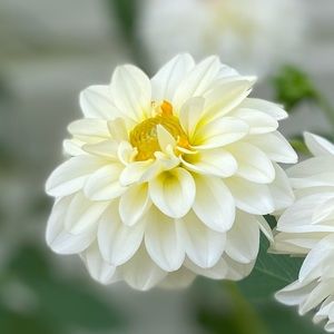 Meet your Posher, Ever